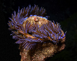 Pteraeolidia ianthina, Sydney by Doug Anderson 